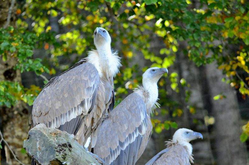 eglise saint dalmaze lay saint christophe